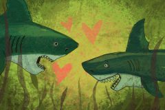 Sharks in Love